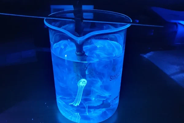 Aesculin fluorescence in beaker